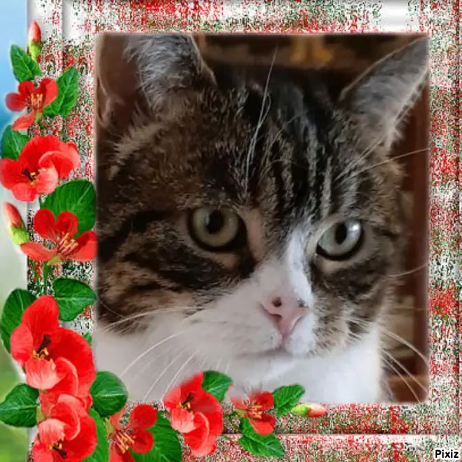 Condolence image of Sternchenpost ⭐