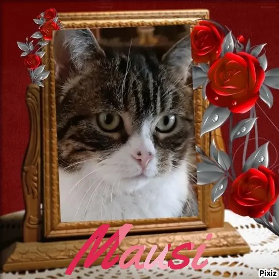 Condolence image of Sternchenpost ⭐