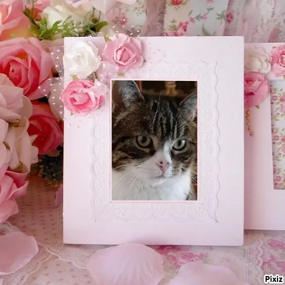Condolence image of Sternchenpost ⭐