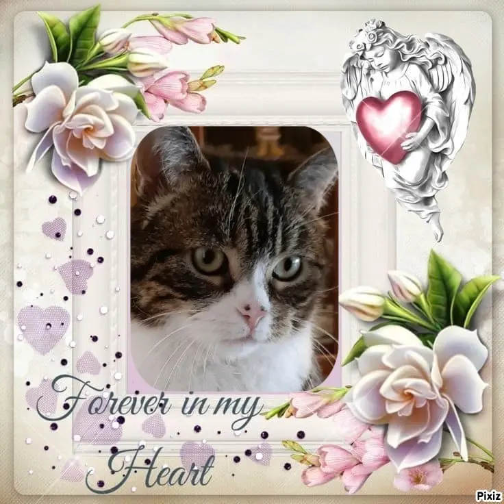 Condolence image of Sternchenpost ⭐