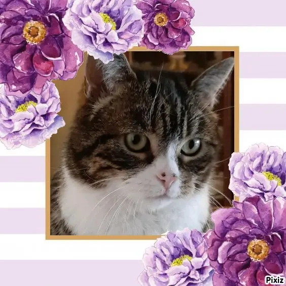 Condolence image of Sternchenpost ⭐