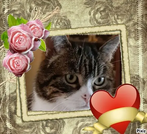 Condolence image of Sternchenpost ⭐