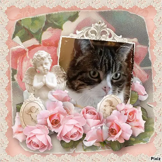 Condolence image of Sternchenpost ⭐