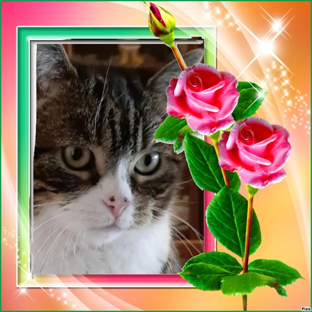 Condolence image of Sternchenpost ⭐
