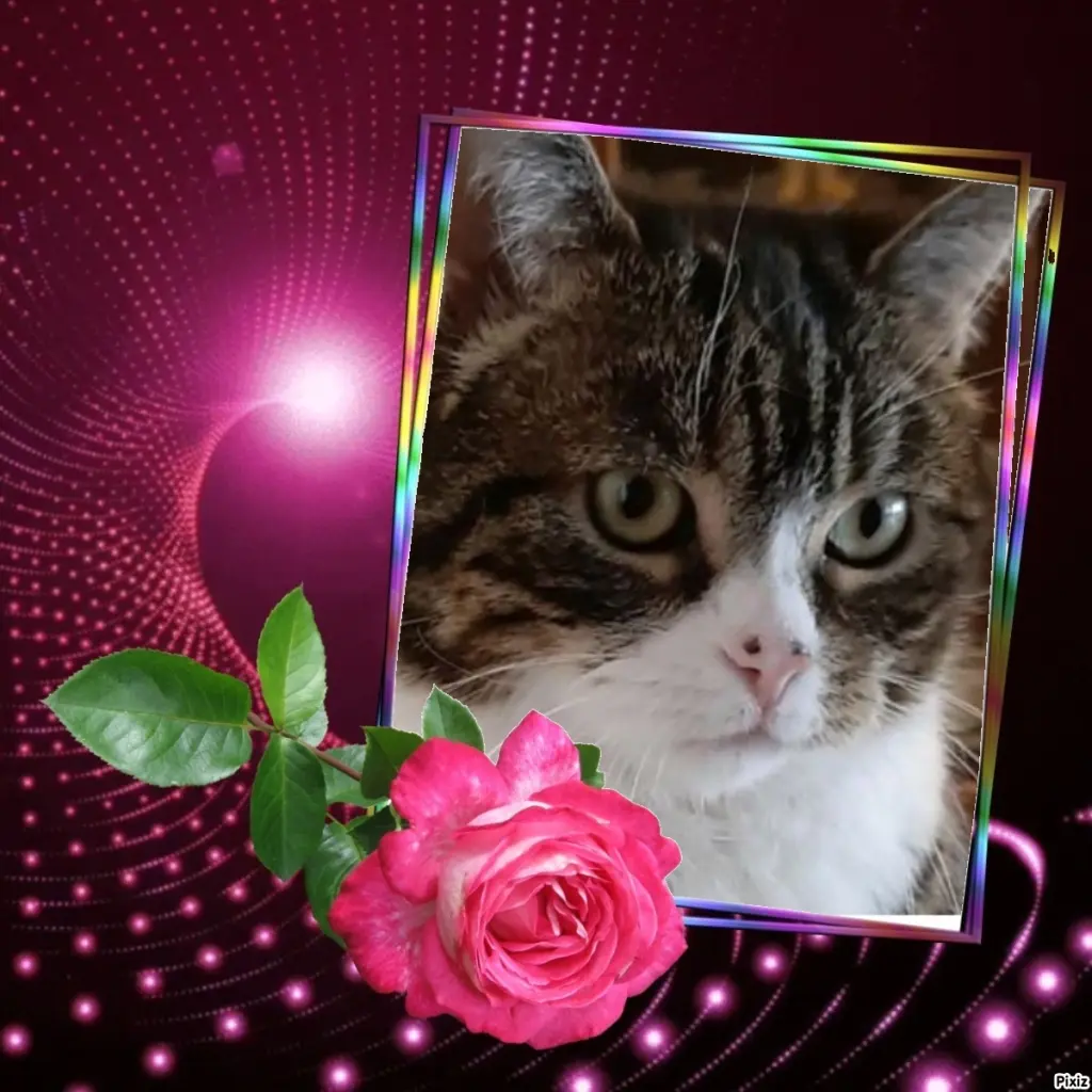 Condolence image of Sternchenpost ⭐