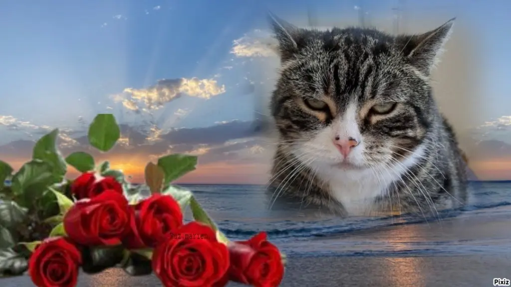 Condolence image of Sternchenpost ⭐