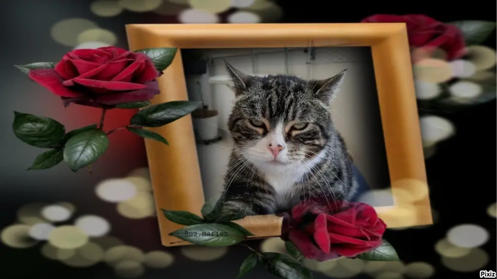 Condolence image of Sternchenpost ⭐