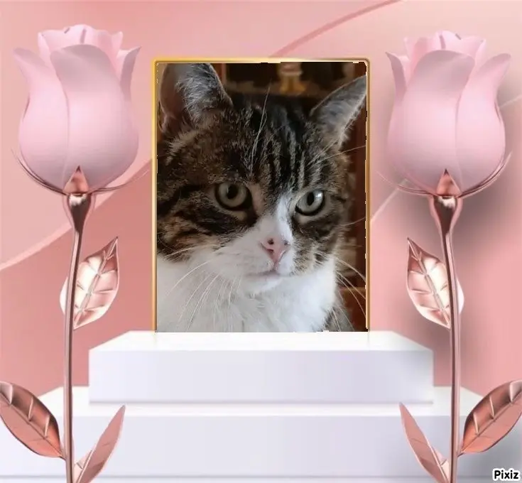 Condolence image of Sternchenpost ⭐