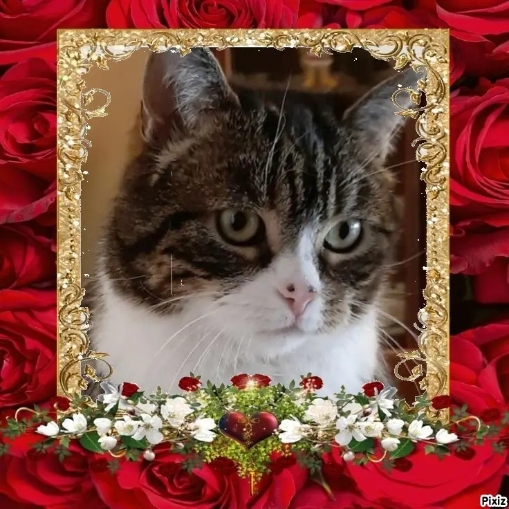 Condolence image of Sternchenpost ⭐
