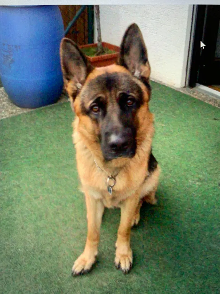 Condolence image of Gisela