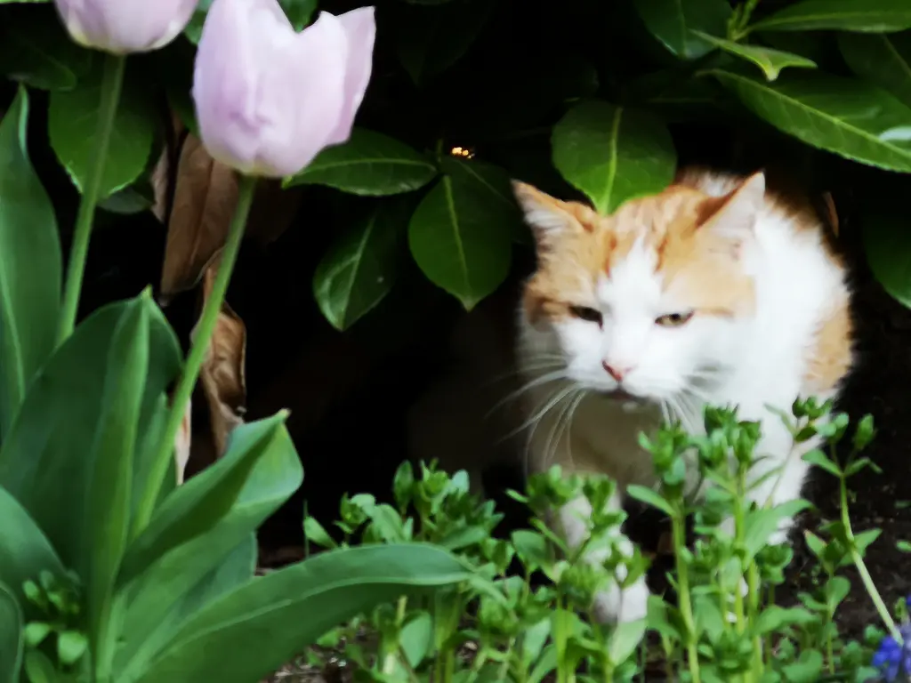 Condolence image of Petra mit Dancer fest im Herzen