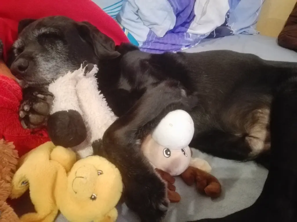 Condolence image of Marion mit Kira und Chicca für immer und ewig im Herzen♥