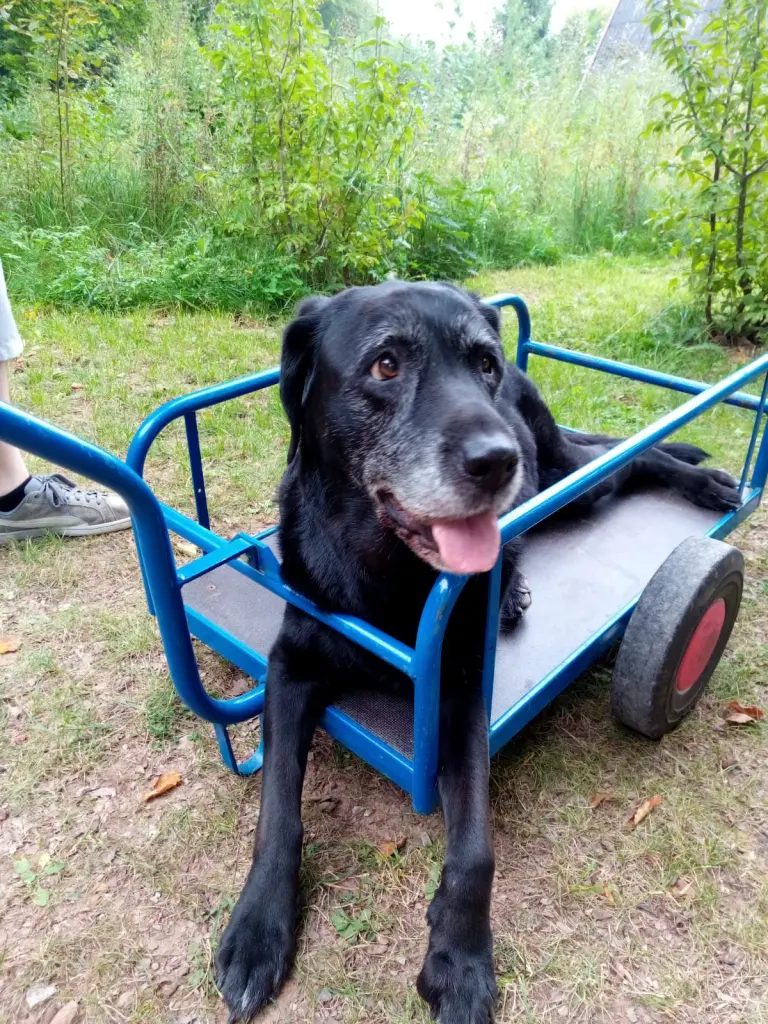 Condolence image of Marion mit Kira und Chicca für immer und ewig im Herzen♥