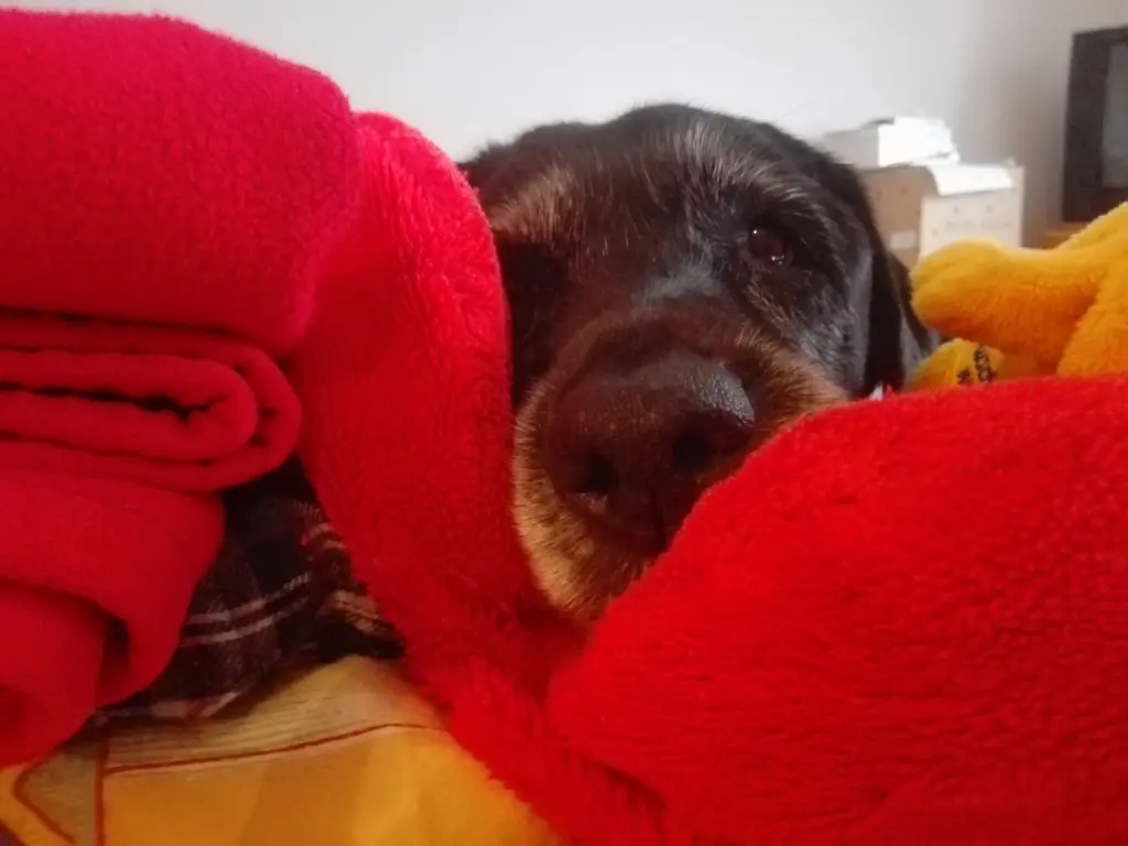 Condolence image of Marion mit Kira und Chicca für immer und ewig im Herzen♥