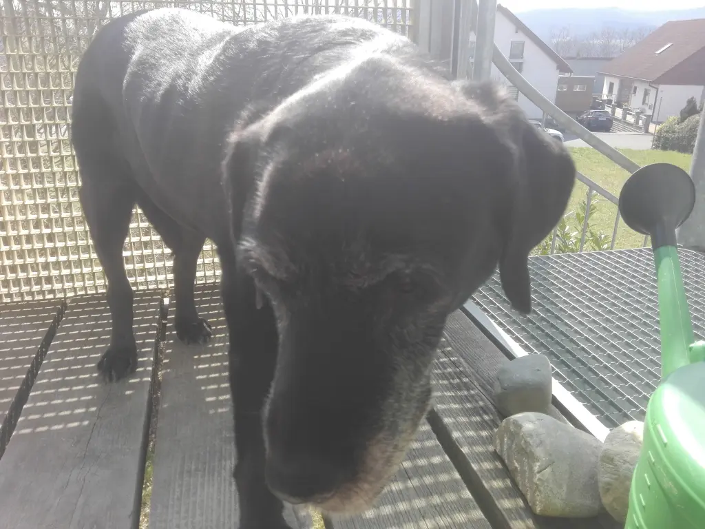 Condolence image of Marion mit Kira und Chicca für immer und ewig im Herzen♥