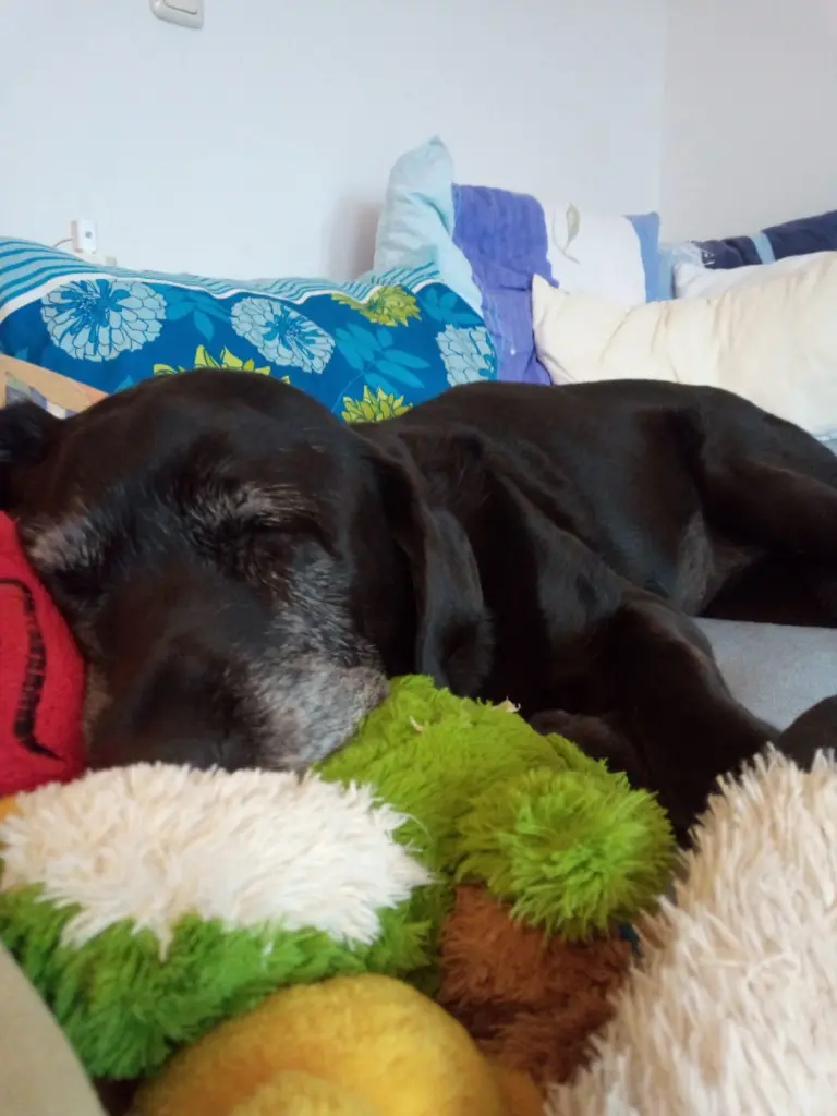 Condolence image of Marion mit Kira und Chicca für immer und ewig im Herzen♥