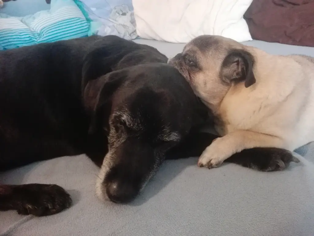 Condolence image of Marion mit Kira und Chicca für immer und ewig im Herzen♥