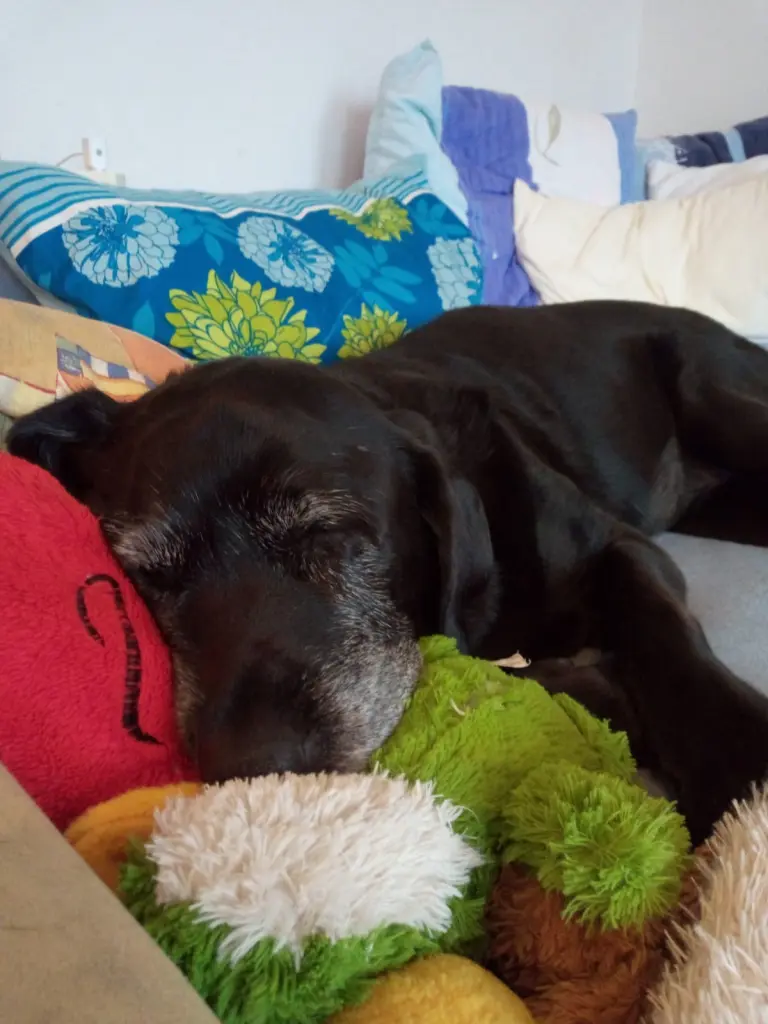 Condolence image of Marion mit Kira und Chicca für immer und ewig im Herzen♥