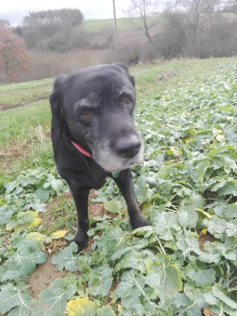 Condolence image of Marion mit Kira und Chicca für immer und ewig im Herzen♥