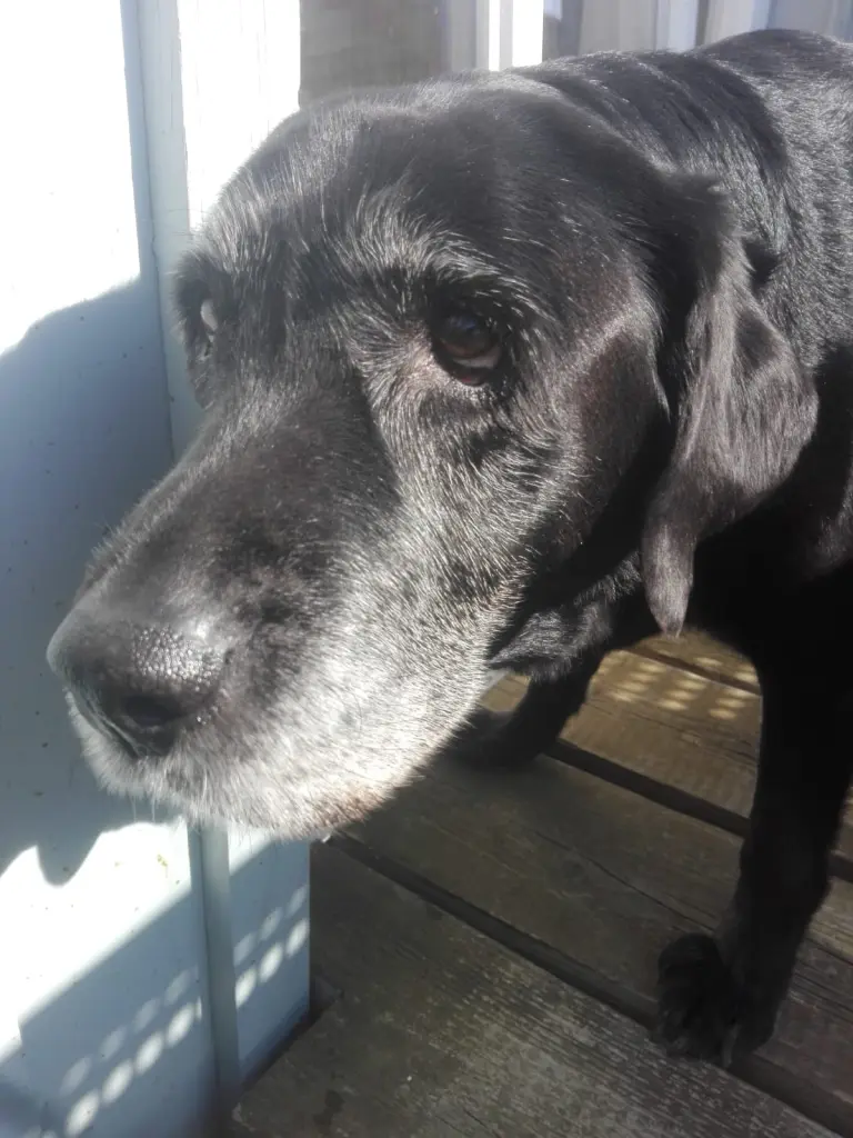 Condolence image of Marion mit Kira und Chicca für immer und ewig im Herzen♥