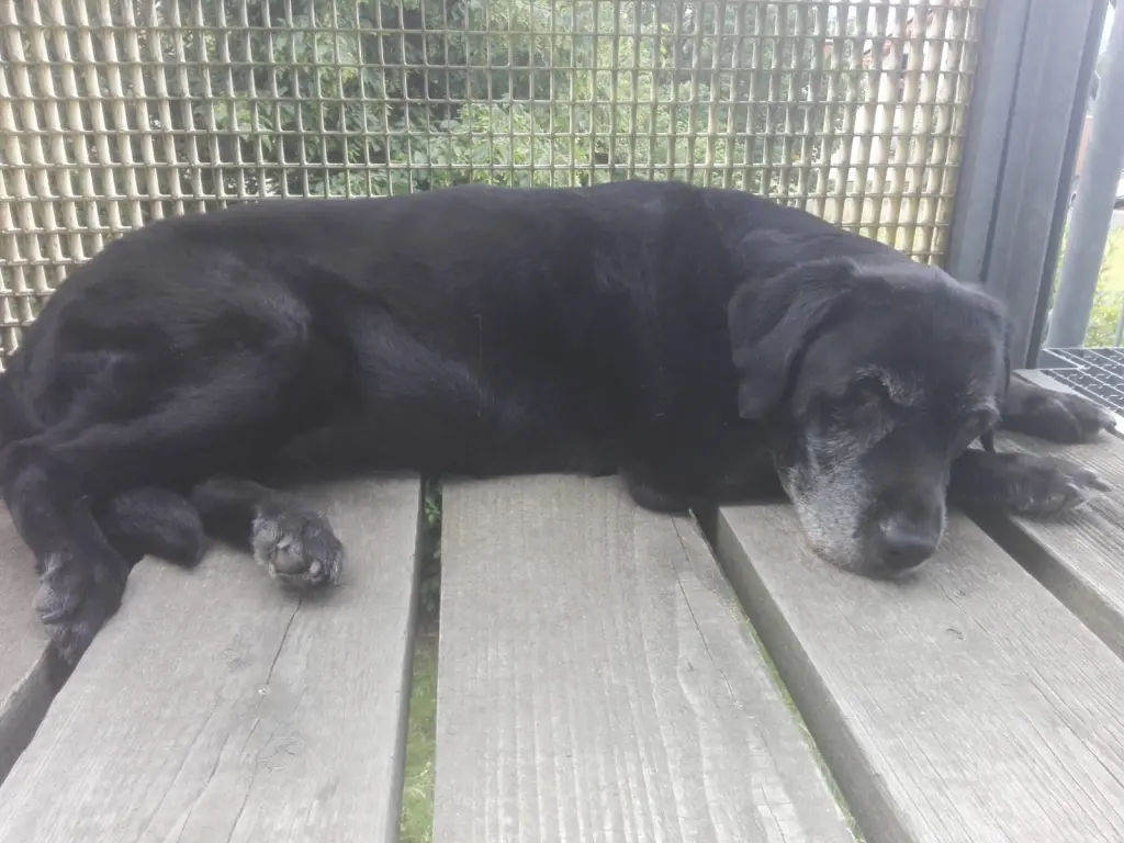 Condolence image of Marion mit Kira und Chicca für immer und ewig im Herzen♥