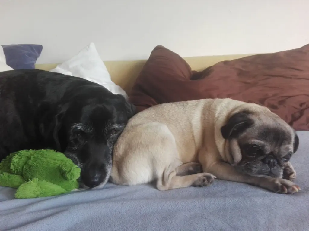 Condolence image of Marion mit Kira und Chicca für immer und ewig im Herzen♥