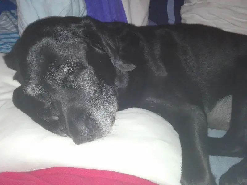 Condolence image of Marion mit Kira und Chicca für immer und ewig im Herzen♥