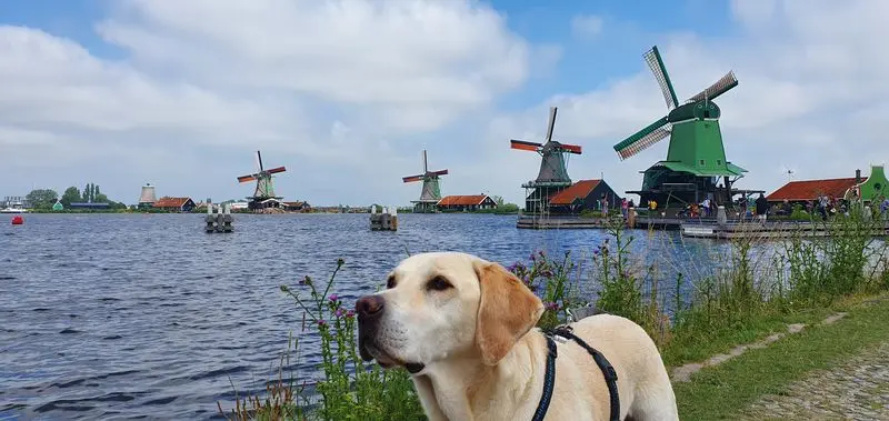 Condolence image of Andrea