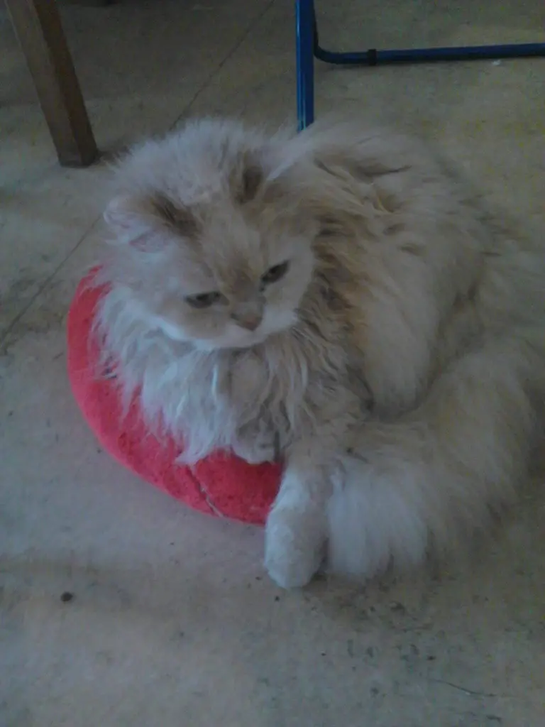 Condolence image of Mama