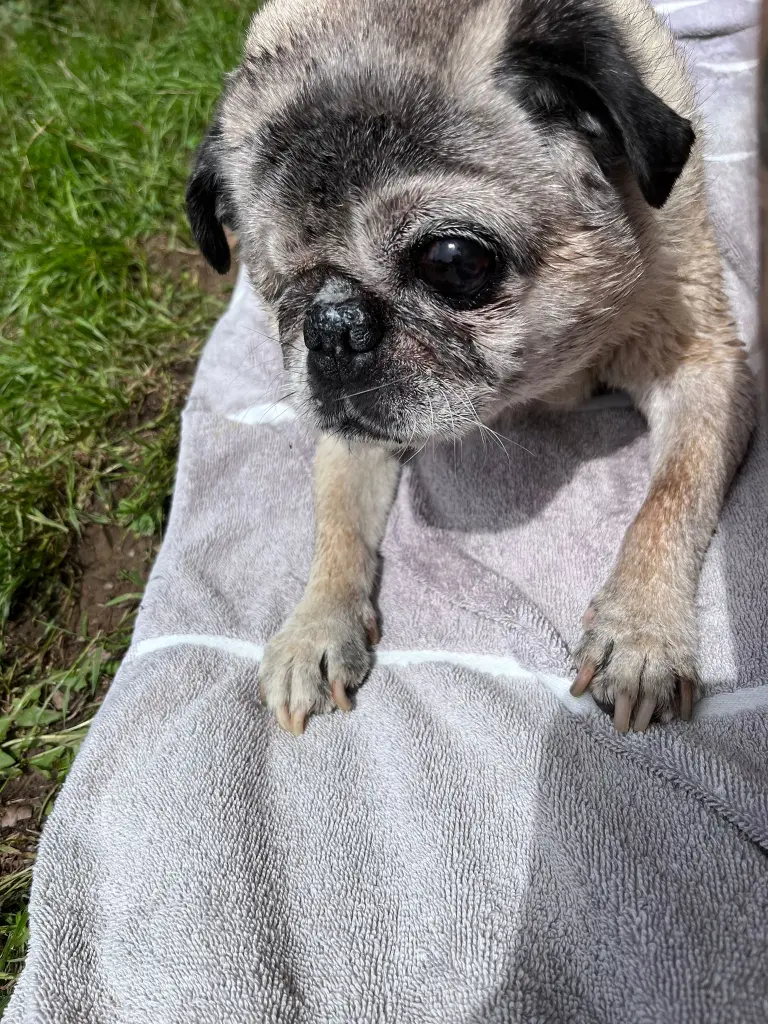 Condolence image of Oma❤️