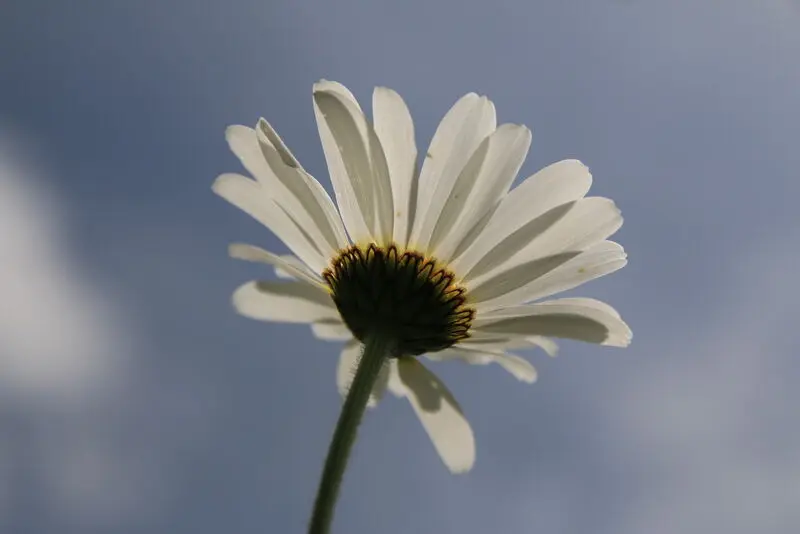 Condolence image of Unbekannt