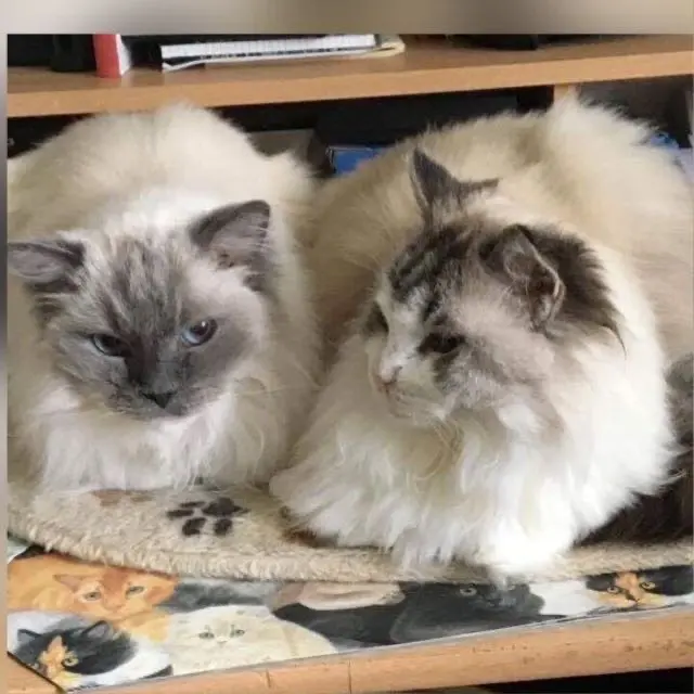 Condolence image of Sabine mit Pretty tief im Herzen