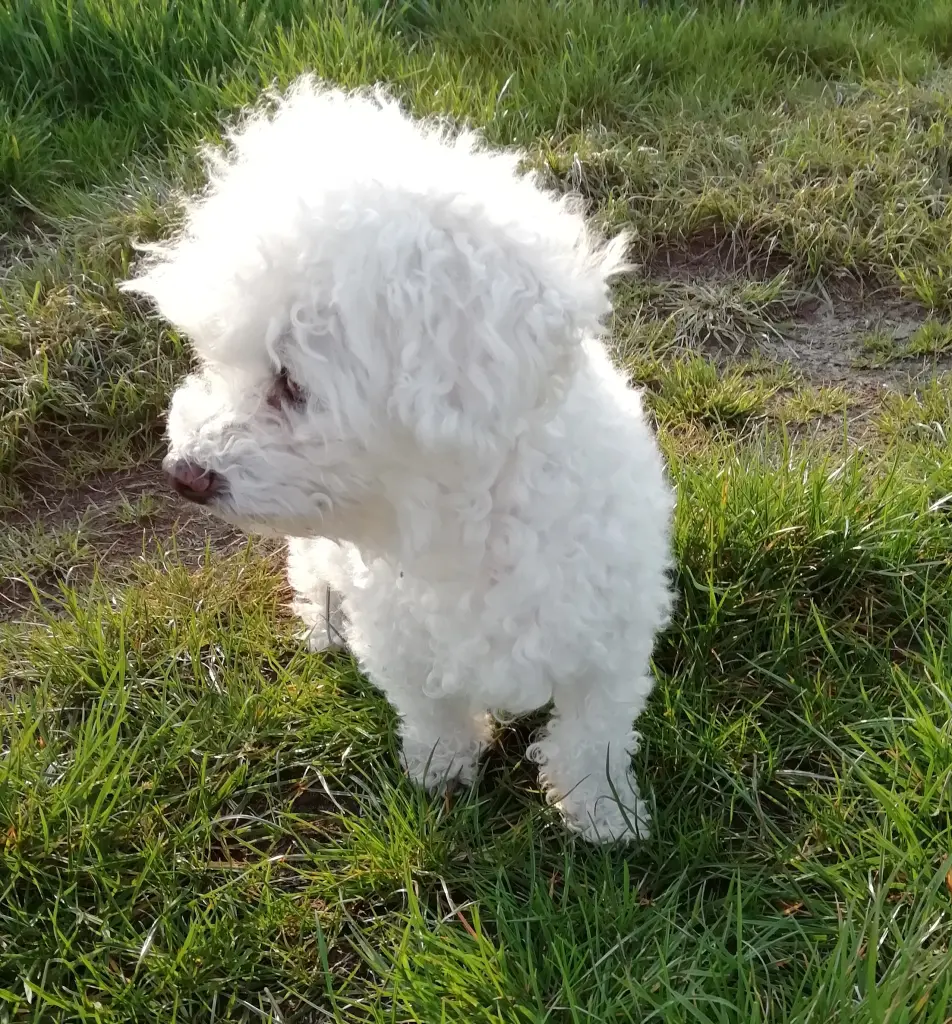 Condolence image of Snowy 🤍 für Pretty🤍