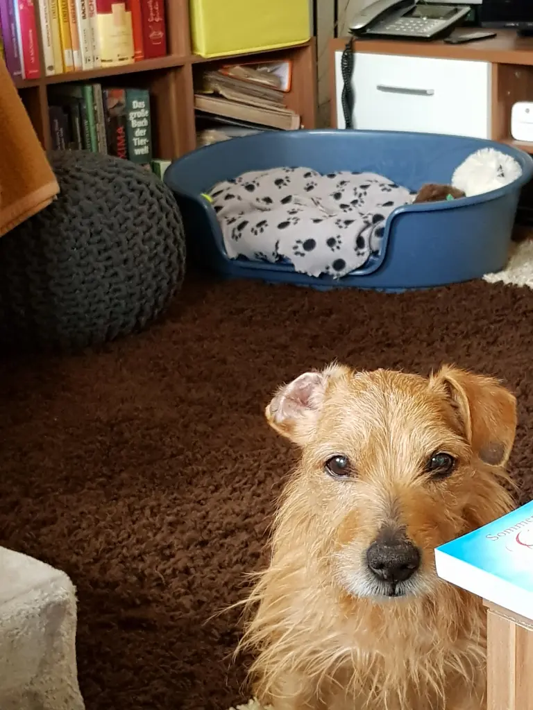 Image from Stitch