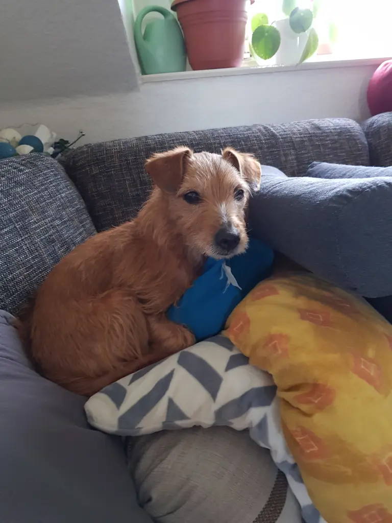 Image from Stitch