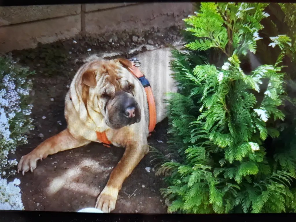 Condolence image of Alexandra mit Buddy ❤