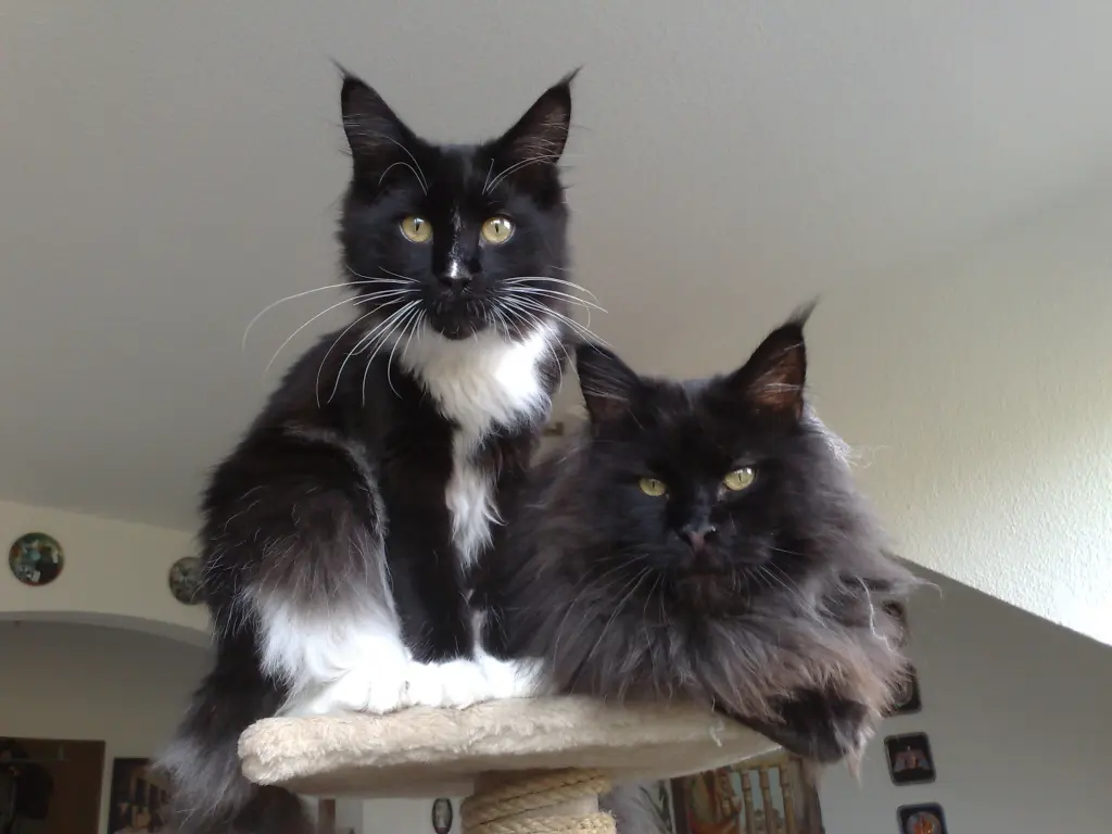 Bild von Othello
