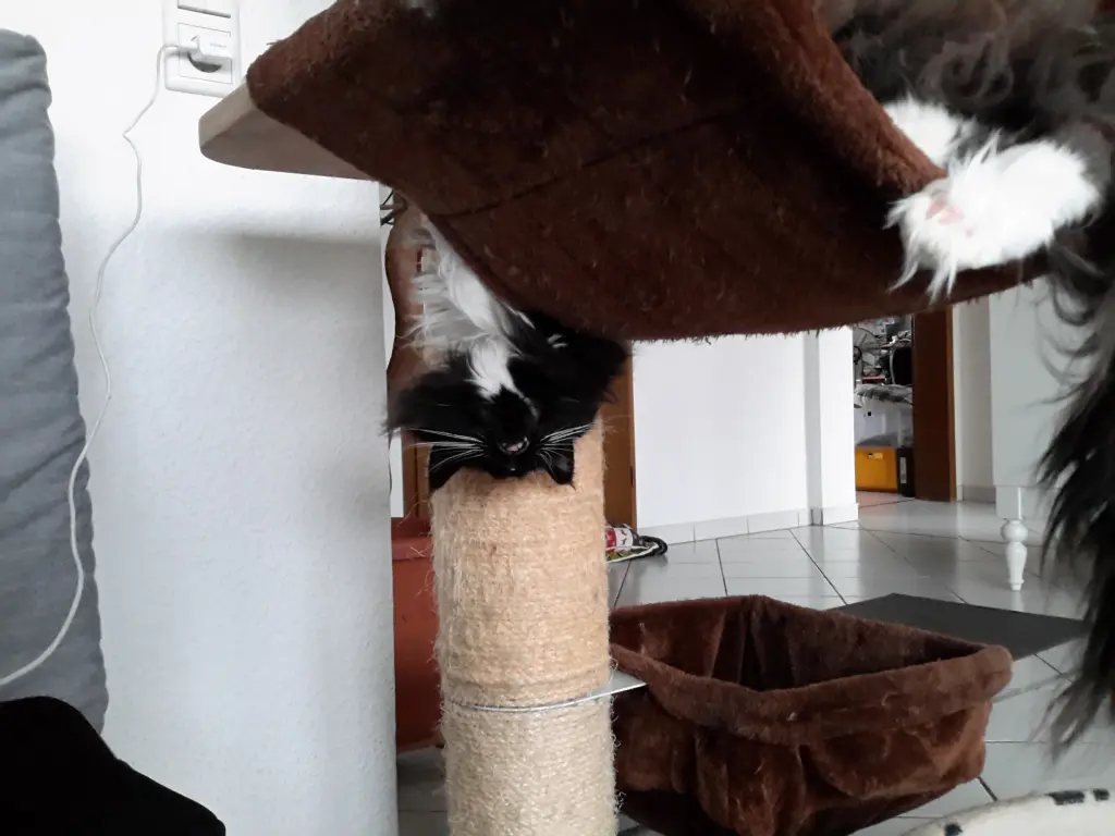 Bild von Othello