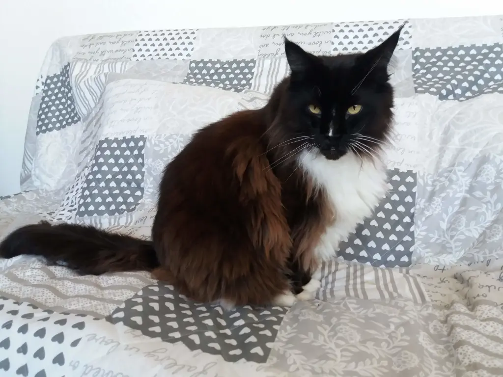 Bild von Othello