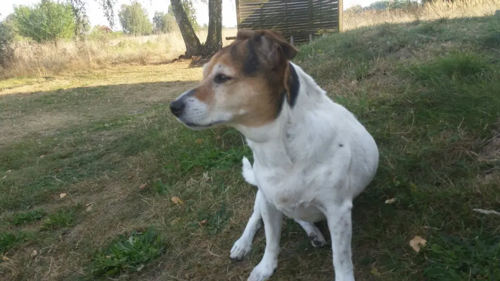 Image from Lutzy