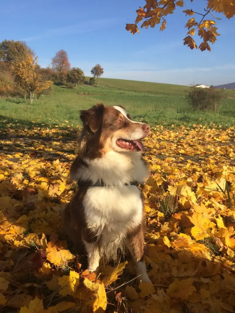 Image from Mylo