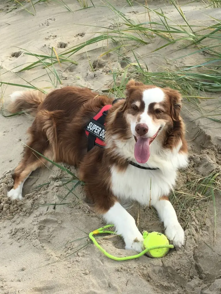 Image from Mylo