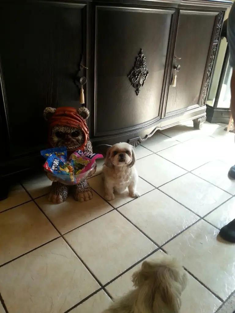 Image from Stella