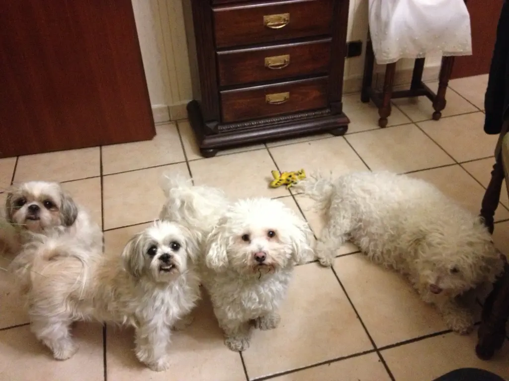 Image from Stella