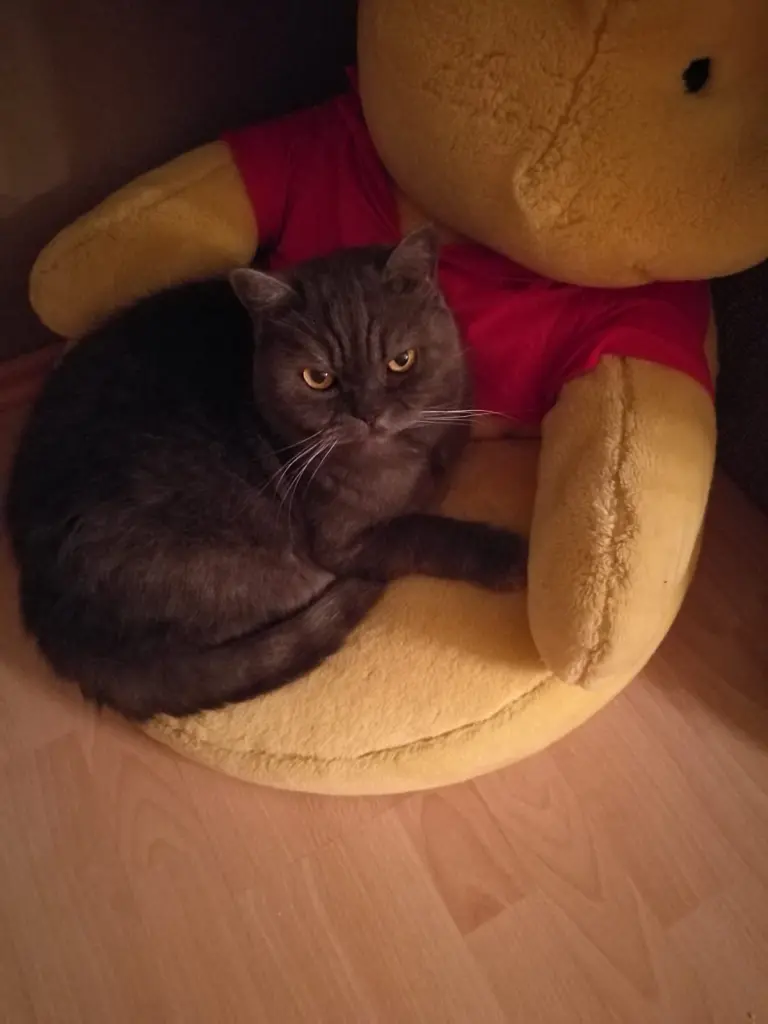 Image from Gizmo