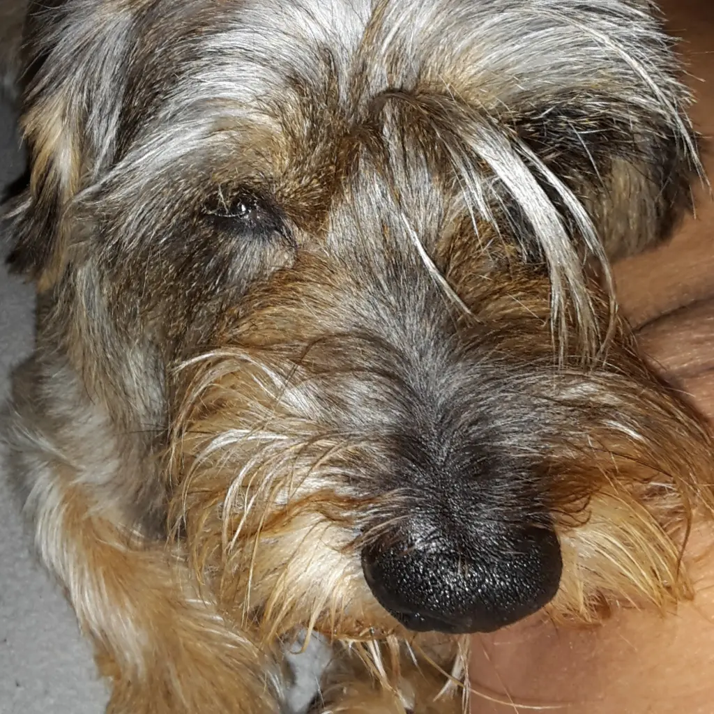 Image from Lucky 