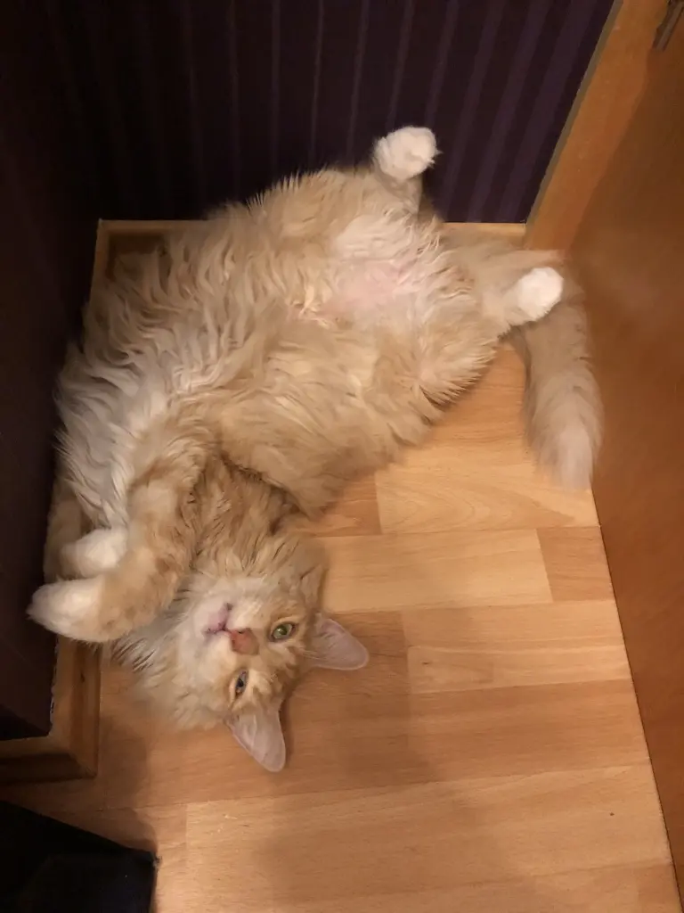 Image from Tiggr