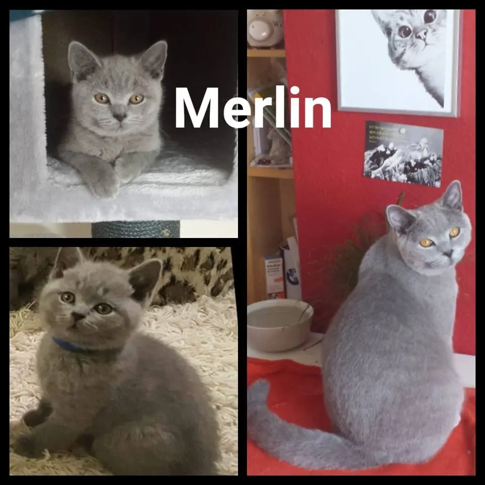 Image from Merlin