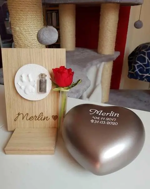 Image from Merlin