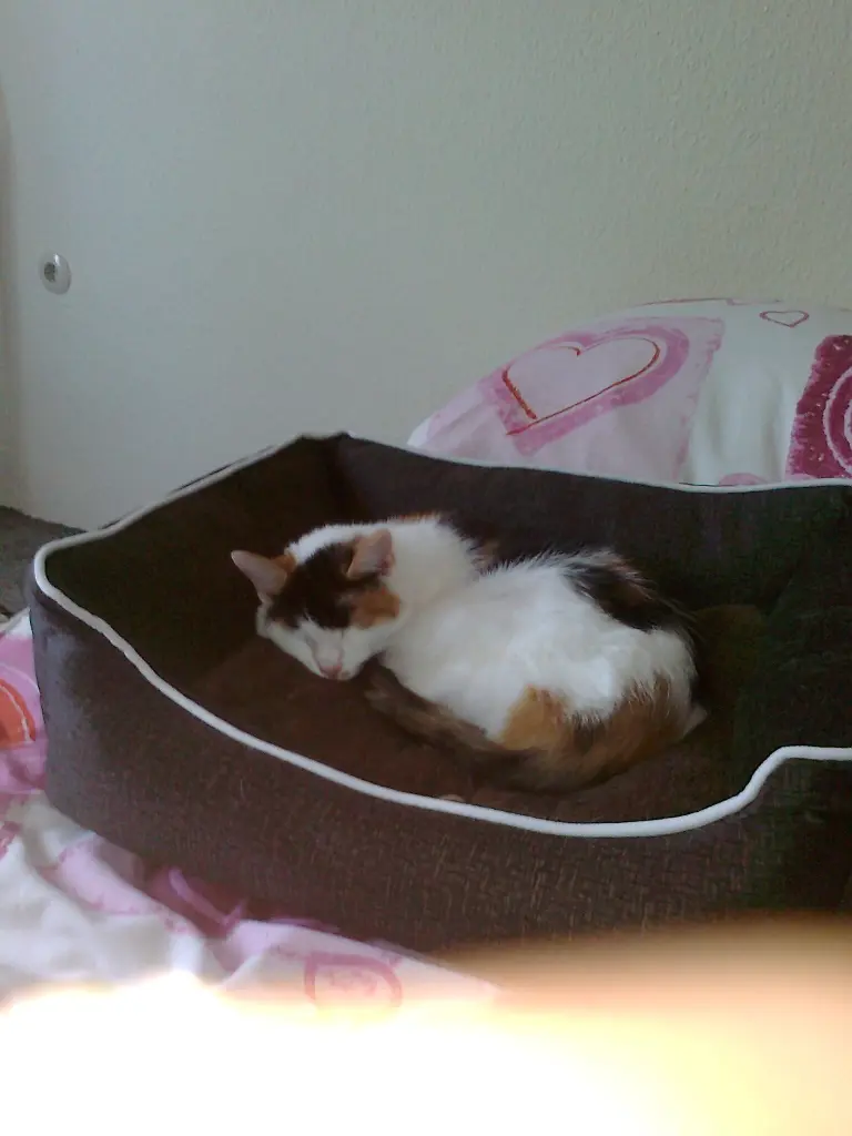 Condolence image of Alexandra und Missy